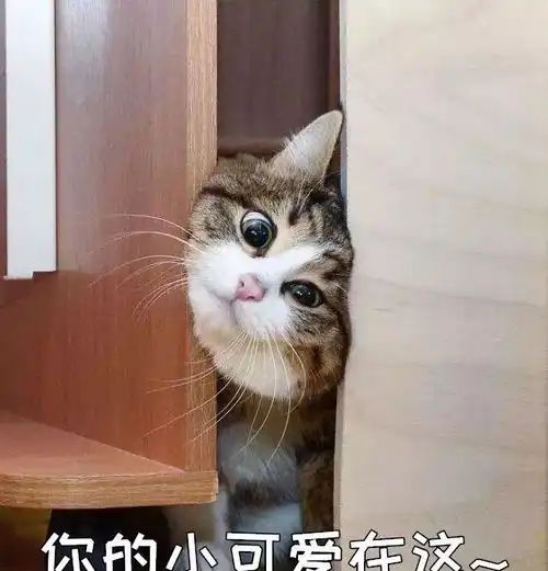 隐秘的角落表情包视频主