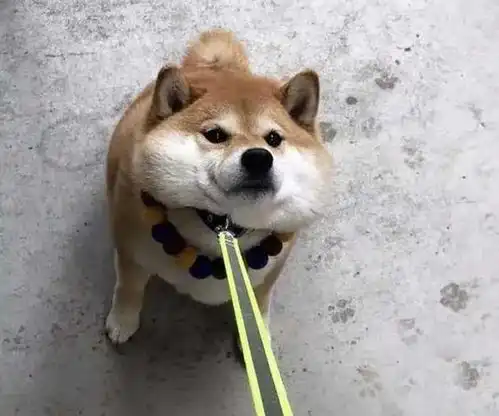 一只柴犬抱着鱼表情包主