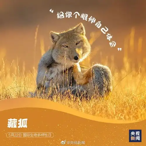  国际生物多样性日,请查收这些神奇动物表情包