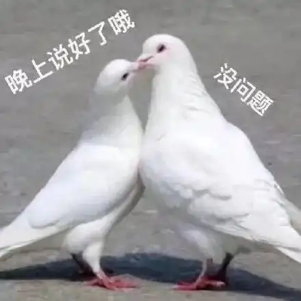  分享无水印鸽子表情包我是一个没有感情的鸽手