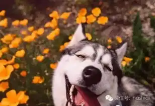  哈士奇的舌头,绝对是一道亮丽的风景线