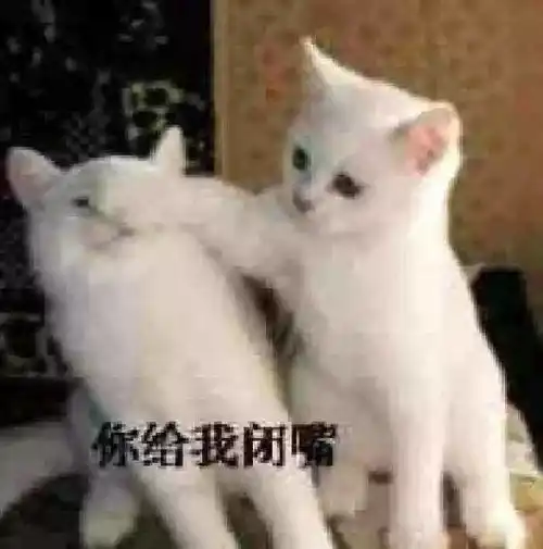  猫粑粑算什么垃圾宠物垃圾分类