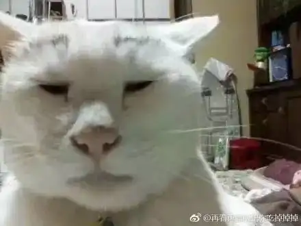  见过丑的猫,可没见过这么丑的