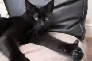 猫猫表情包高清社交