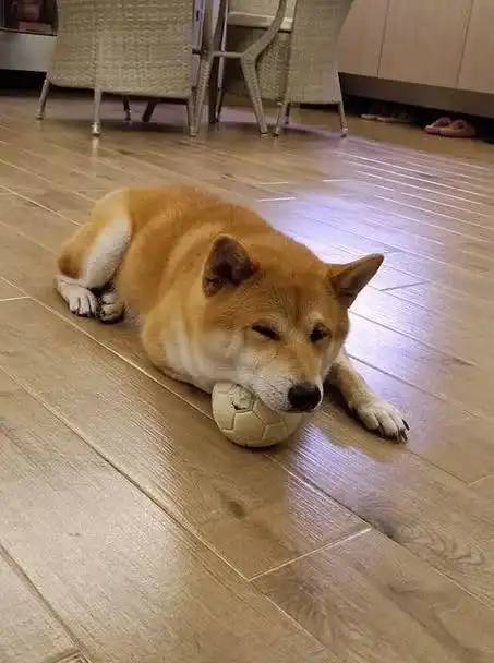  每当主人上班时,柴犬就一副可怜的表情,除此之外还有一特殊癖好