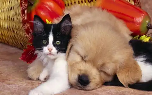  猫和狗哪个好养