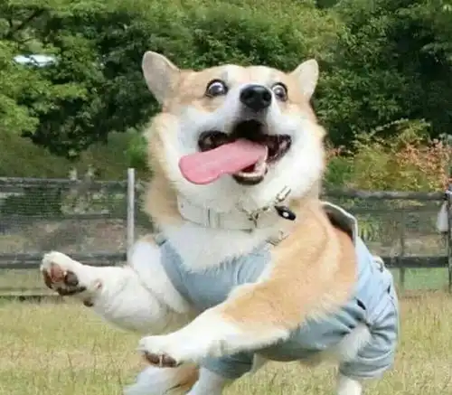饭来表情包柯基