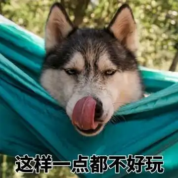  表情哈士奇表情包表情