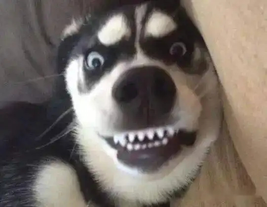  最温顺的3种狗,被称为无攻击性犬种,养一只陪伴孩子吧