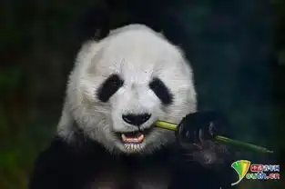 啊啊啊动物表情包大熊猫