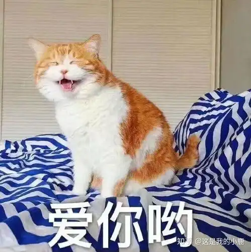 猫猫表情包高清猫咪