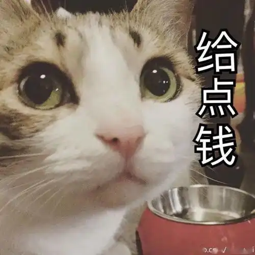 猫猫表情包高清朋友圈
