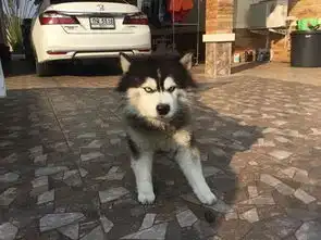  什么你说你出门竟然不带我
