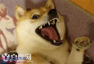  建国后不许成精什么梗为什么建国之后动物不能成精3