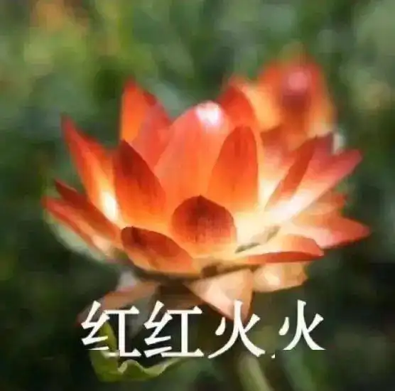  科普潮流语言的终级迷惑yyds为什么从去年火到今年