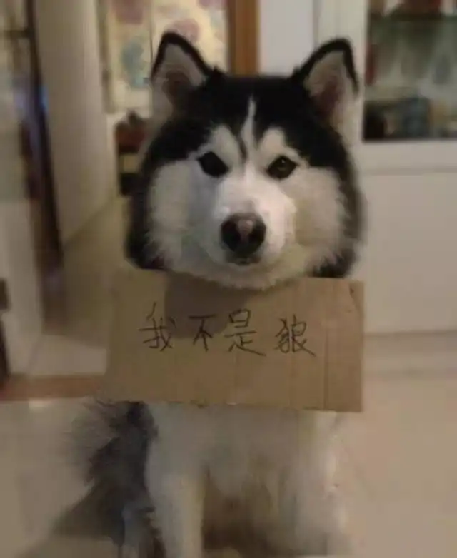  哈士奇究竟是怎样的一种神犬,笑cry了