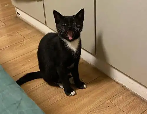  线上领养猫咪的表情可以有多凶