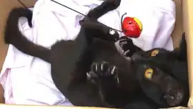  像考拉一样挂在橘猫身上的小黑猫
