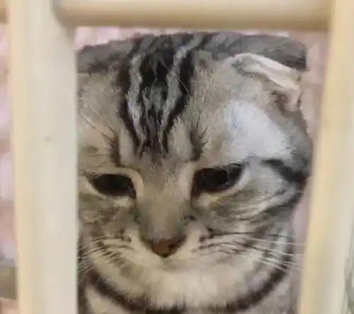 委屈的表情包动漫猫咪