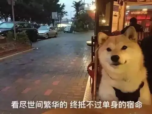 你不要走表情包柴犬