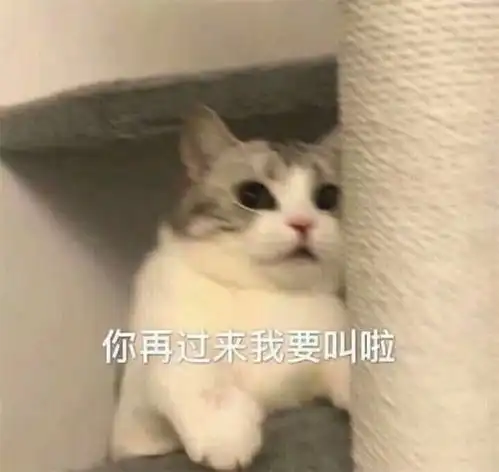  有哪些适合发给女朋友的表情包本人女
