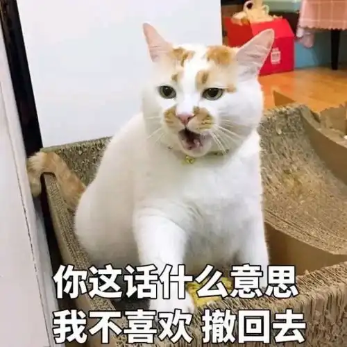  在最热猫咪表情包大合集速收
