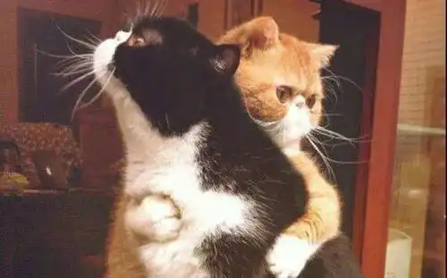  在猫咪眼中,人类秀恩爱的方式都弱爆了