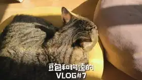  12斤的胖虎,多撸一会儿都不让