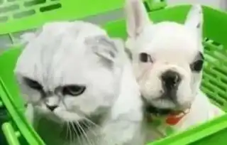  主人带猫猫和狗狗一起去洗澡,猫猫全程一脸嫌弃的表情