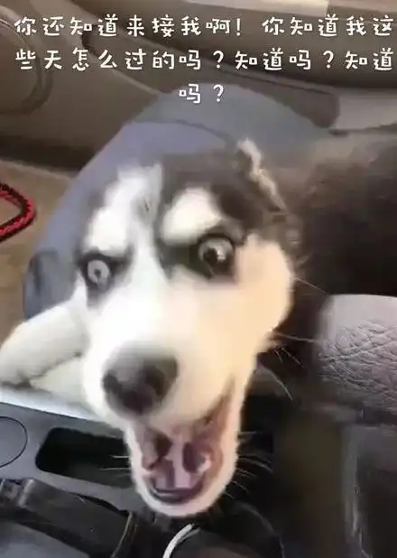  到医院接哈士奇,本想是温馨的场景,结果看到它的表情..笑疯了