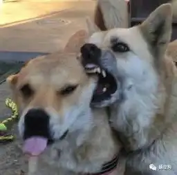  同是一家狗,冤冤相报何时了