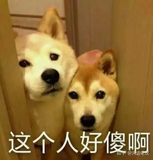 一只柴犬抱着鱼表情包去