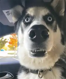  主人给柴犬剪指甲,柴犬如杀猪般嚎叫,表演露破绽接着假装打哈欠