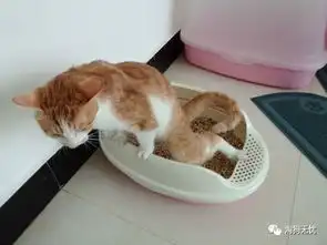  又双叒叕动物们的奇葩拉屎姿势,亮瞎我的双眼