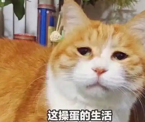 下载faceu激萌表情包猫
