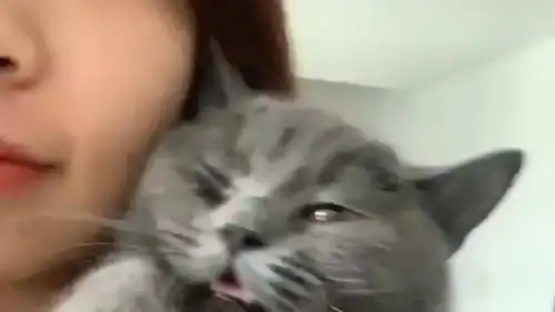  主人带着猫咪在家蹦迪,没想到猫咪竟是这样的表情,网友都惊呆了