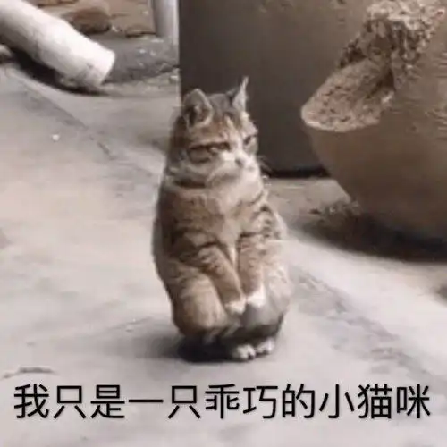  萌宠表情包我只是一只乖巧的小猫咪