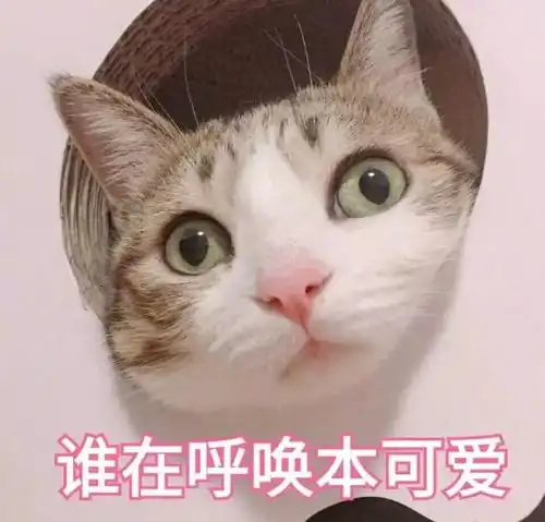  我和小鸡胃的爱情故事4