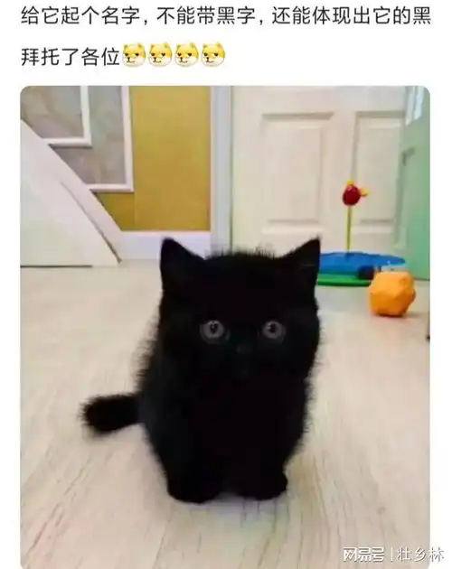  请给这只小黑猫取个名字,要求不带黑字但又体现出猫的黑色