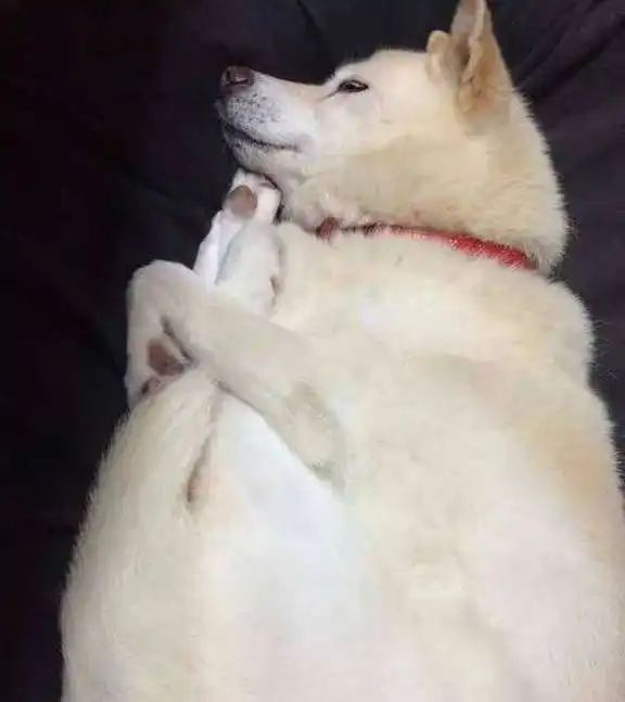一只柴犬抱着鱼表情包柴