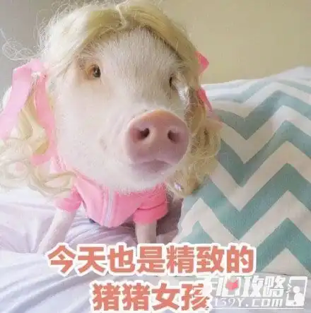  精致是什么梗