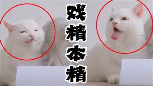  不愧是戏精本精小胖猫吃顿饭,面部表情也太多了吧