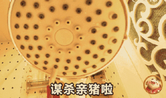  猪小屁表情包