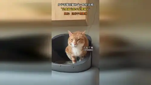 正在排便的表情包猫砂