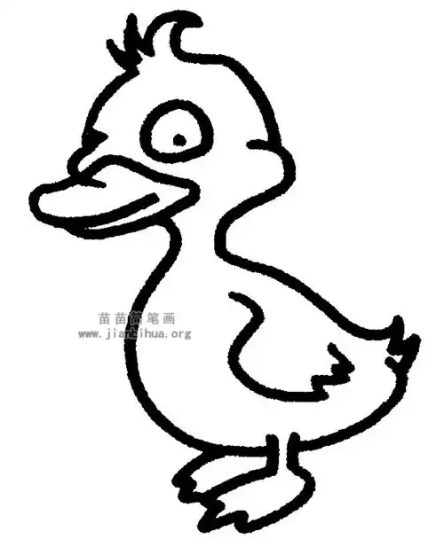  鸭子简笔画儿歌与知识