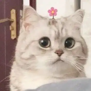  可爱猫猫狗狗萌宠表情包