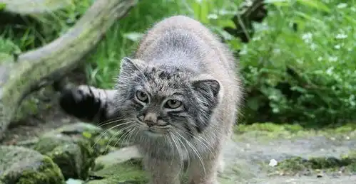  地球上最凶猛的猫,人称猫中鳌拜,随便拍一张都是表情包