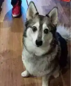  说真的,千万不要将狗狗与二哈一起养