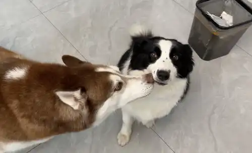  哈士奇不敢相信,这是过年了吗