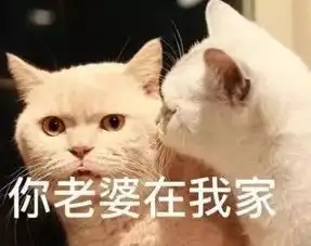  解读猫语,听懂主子的心思